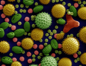 Scanning electron microscope image of pollen grains from a variety of common plants: sunflower (Helianthus annuus), morning glory (Ipomoea purpurea), prairie hollyhock (Sidalcea malviflora), oriental lily (Lilium auratum), evening primrose (Oenothera fruticosa), and castor bean (Ricinus communis). Courtesy of the Dartmouth Electron Microscope Facility, Dartmouth College