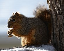 220px-Squirrel_Eating_a_peanut