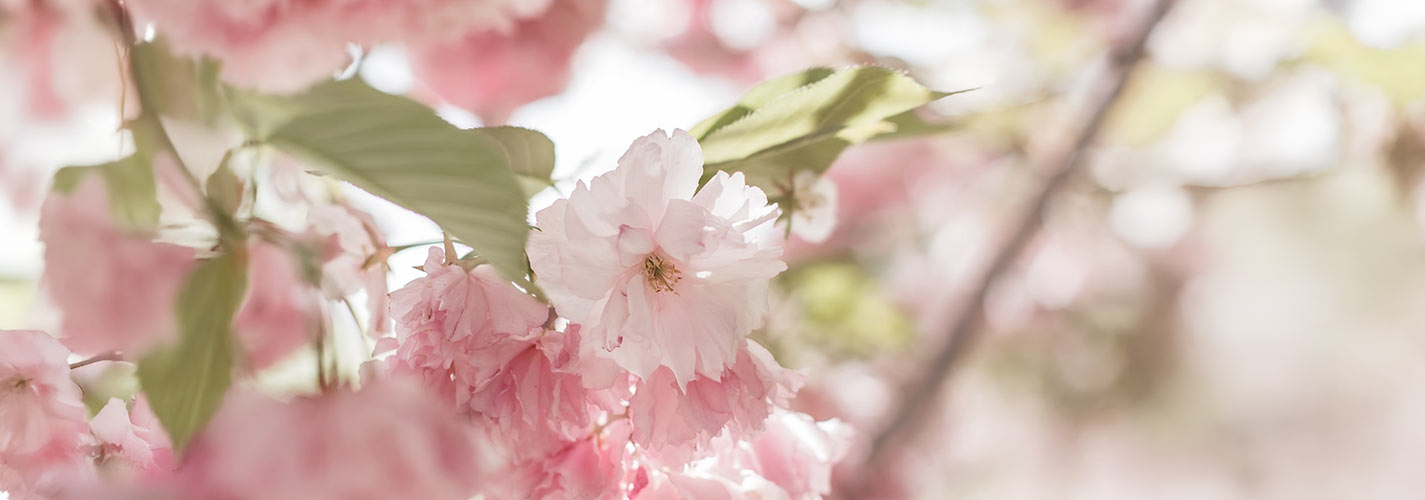 Soft-focus photograph of pale pink cherry blossoms with green leaves on a tree branch